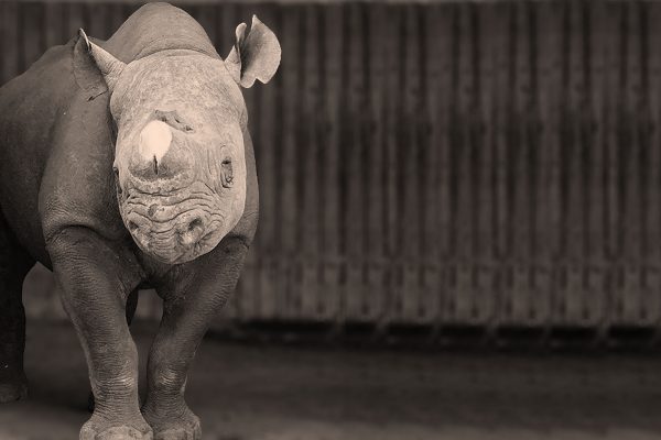 Blind Rhino